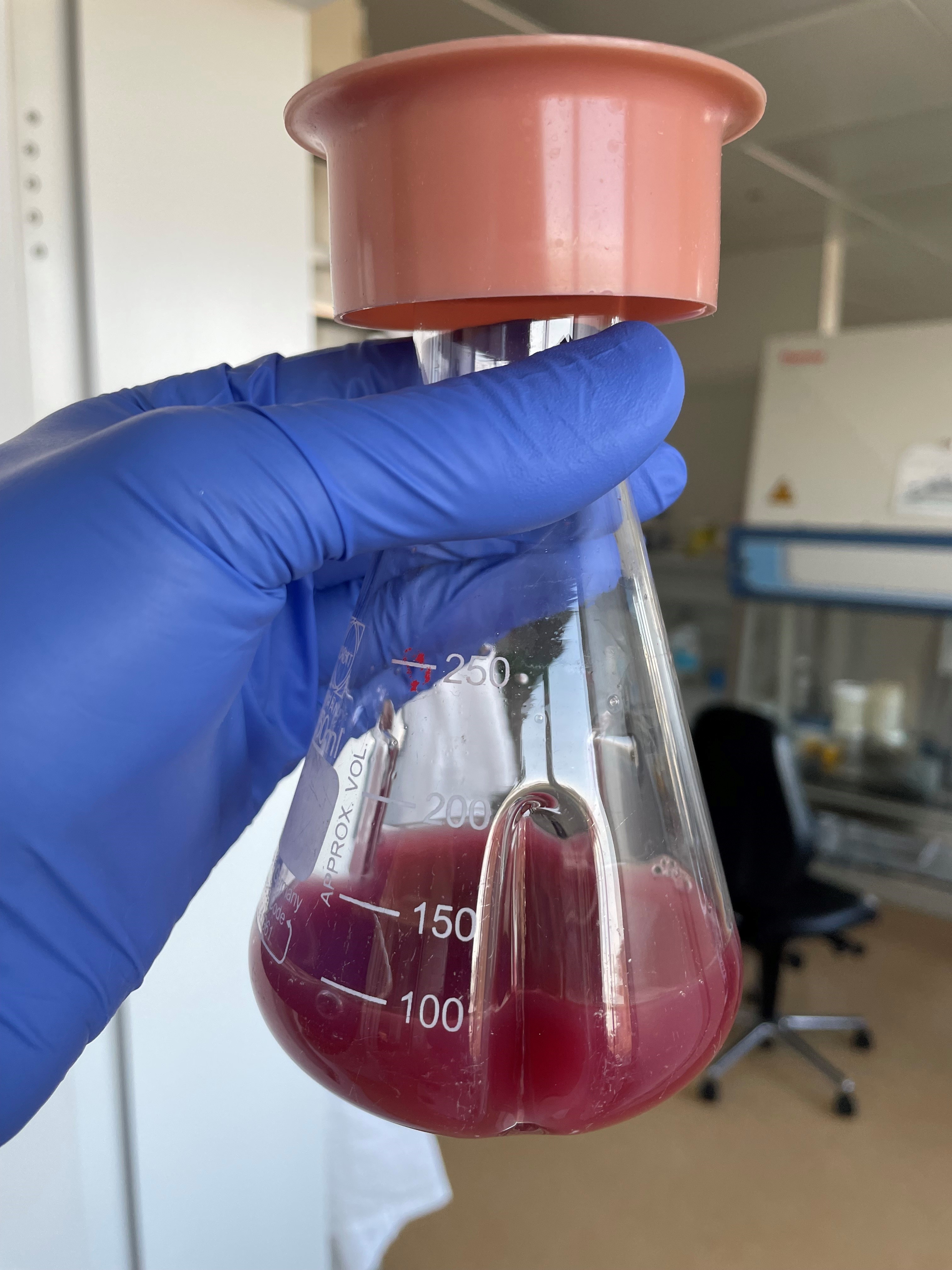 Purpurbakterium Rhodospirillum rubrum im Schüttelkolben