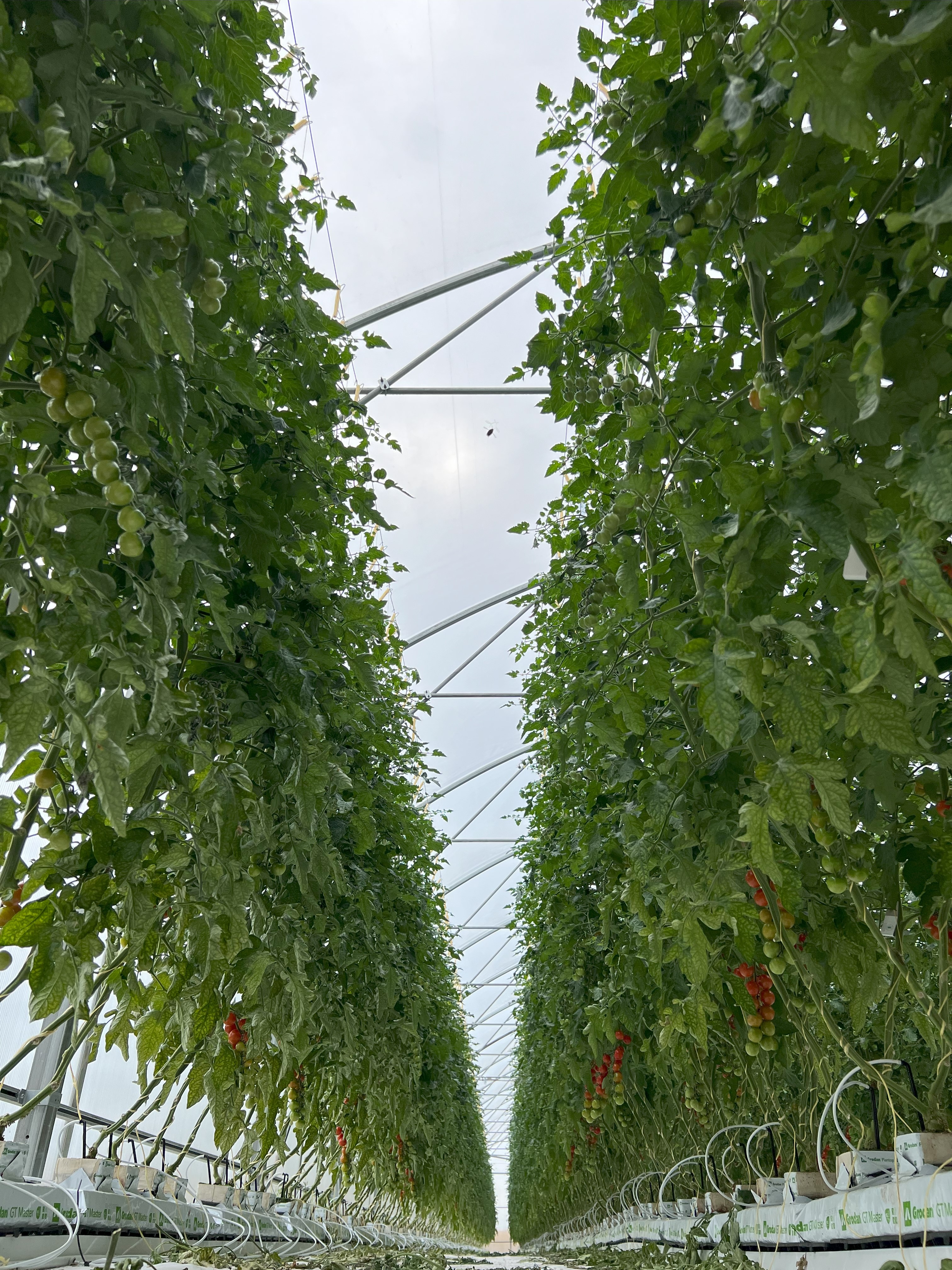 Tomatenanbau im Gewächshaus