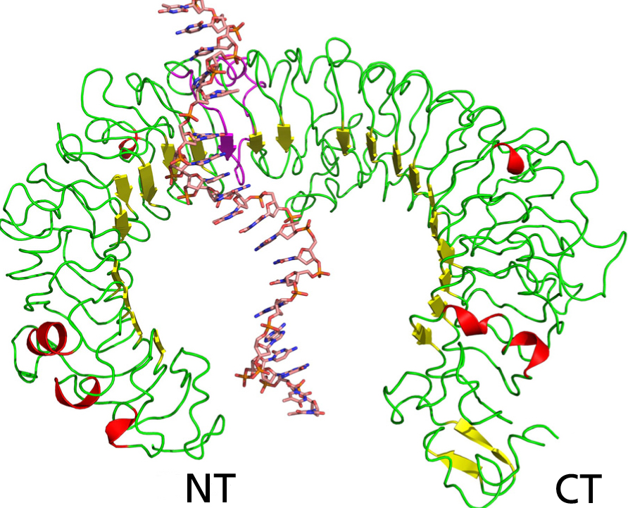 TLR9 ODN complex. TLR9 ODN complex.